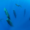 Sleeping Whales: Photographer Reveals what Sperm Whales Look like when Sleeping