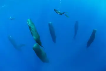 Sleeping Whales: Photographer Reveals what Sperm Whales Look like when Sleeping