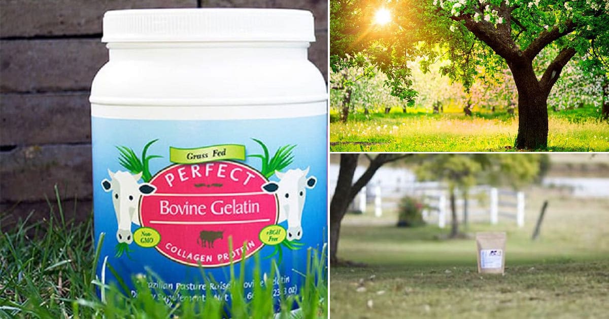 Amazing Uses of Gelatin in the Garden for Thriving Plants