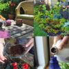 10 Amazing Uses of Coffee for Worry-Free Gardening