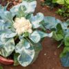 How to Grow Delicious Cauliflower in Pots at Home