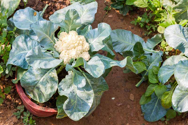 How to Grow Delicious Cauliflower in Pots at Home