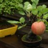 How to Easily Grow Yummy Apples in Pots at Home