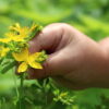 How to Grow St John’s Wort at Home