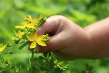 How to Grow St John’s Wort at Home