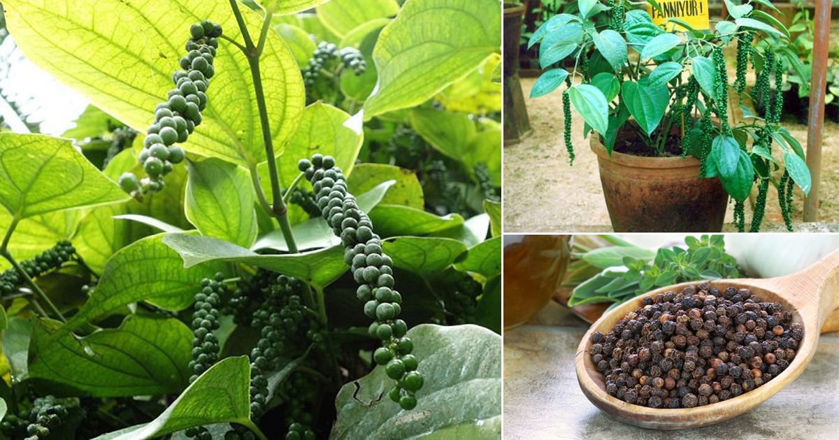 How to Easily Grow Black Pepper Plant in Your Home Garden