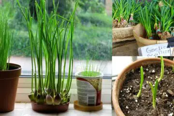 How to Grow One of the Healthiest Foods in the World (Garlic) in Your Home
