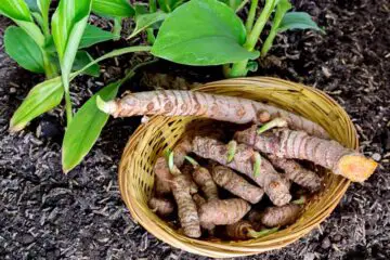How to Grow one of the Healthiest Spices, Turmeric, in Pots at Home