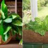What You Should Know If You Decide to Grow Spinach in Pots Indoors