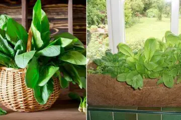 What You Should Know If You Decide to Grow Spinach in Pots Indoors