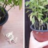 Here’s Why You Should Put Match Sticks in the Soil of Your Plants