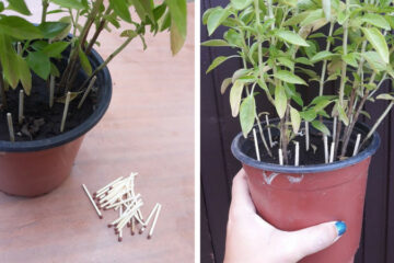 Here’s Why You Should Put Match Sticks in the Soil of Your Plants