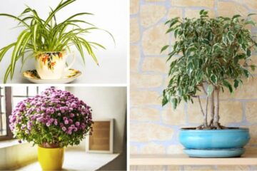 According to this Indian Study, these 5 Indoor Plants are the Best Air Purifiers