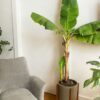 One of the Healthiest Fruits ever: How to Grow Banana Trees in Pots