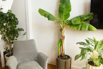 One of the Healthiest Fruits ever: How to Grow Banana Trees in Pots