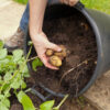 The Yummiest French Fries: How to Grow your own Potatoes in Pots