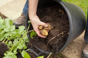 The Yummiest French Fries: How to Grow your own Potatoes in Pots