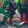 Use Yogurt in the Garden for these 5 Miracles!