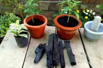 Impressive Uses of Charcoal for a Lush Garden