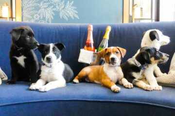 This Hotel Helps Dogs Find Forever Homes by Giving Guests a Chance to Foster them during the Stay