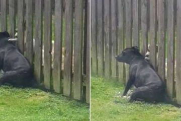 This Cute Dog Visits the Fence Everyday for a Massage from His Neighbour Doggo
