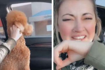 Dog Gave His Owner the ‘Cold Shoulder’ after It Got an Unexpected Haircut