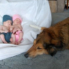 This Dog Who Was Rescued from a Trash Can Is the Loveliest Family Member Today