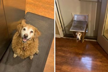 Smart Doggo Pretends He Needs to Go Potty to Get a Treat