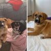 Puppy that Was Tied Up outside a Building Has the most Amazing Transformation