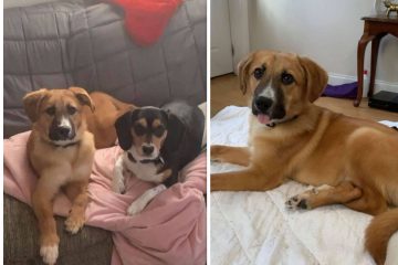 Puppy that Was Tied Up outside a Building Has the most Amazing Transformation
