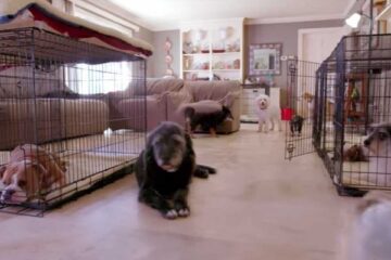 Couple Takes in 11,000 Dogs in their Home to Save them from Euthanasia