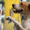 Dream Job Alert: Apply for a ‘Puptern’ & Get Paid $100 per Hour to Play with Dogs