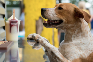 Dream Job Alert: Apply for a ‘Puptern’ & Get Paid $100 per Hour to Play with Dogs