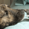Depressed Rescue Dog Had no One to Play & Becomes Best Friends with a Mouse