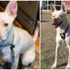 No One Wanted to Adopt this Dog because of Her Unique Face