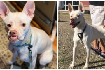 No One Wanted to Adopt this Dog because of Her Unique Face