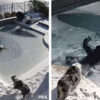 This Quick-Thinking Dad Saved a Dog that Fell into a Frozen Pool
