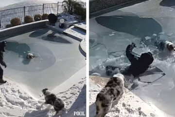 This Quick-Thinking Dad Saved a Dog that Fell into a Frozen Pool
