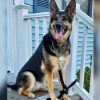 Shelter Dog Saves the Life of the Man Who Rescued Her