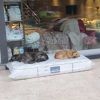 This Furniture Store Ensures Neighbourhood Dogs Have a Cozy Sleeping Area