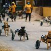 Thai Animal Shelter Helps Disabled Dogs to Have Better Lives