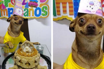 Little Doggo Overjoyed because People Remembered His B-Day