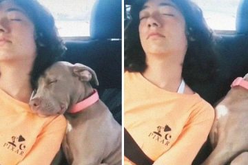 Pittie Puppy Sneaks in for the Cutest Nap with His Sister after a Long Day at the Beach