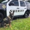 Injured K9 Officer Gets a Hero’s Salute when He Left the Hospital