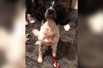 Family Comes Home to See their Dog Covered in Blood; Here Is what actually Happened