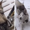 Blind Dog Can’t Contain Her Joy when She Senses Snow