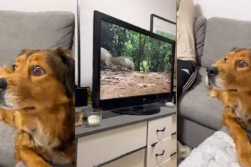 Sweet Dog ‘Freaks’ Out when She Sees Squirrels ‘inside’ the TV