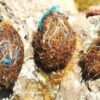 These Sea Grass Balls Help Filter Millions of Plastic Particles from Water, Found New Study