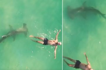 Heart-Stopping Moment: 10 Feet Hammerhead Shark Stalking a Swimmer in Miami