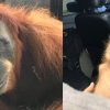 Blind Orangutan Mother Found with 74 Air Gun Pellets in Her Body at a Palm Oil Plantation